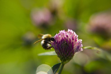 Yaz manzarası. Çizgili bir yaban arısı bir cetropole çiçeğinin üzerinde oturur ve polen toplar.