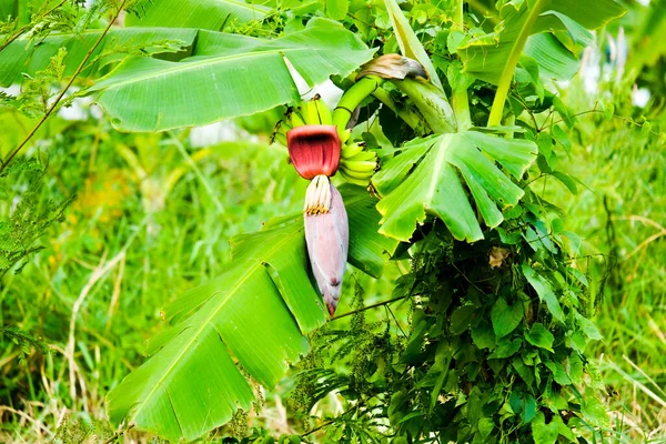 Цветок Банана Известный Банановое Сердце Является Мясистым Фиолетовым Цветком Кожи — стоковое фото