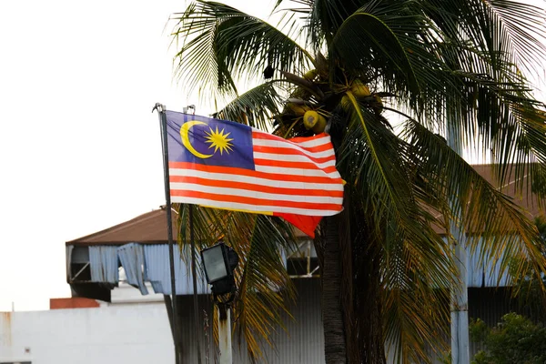 Розмахування Прапором Малайзії Кокосовим Деревом Під Час Сутінок Сильним Вітром — стокове фото
