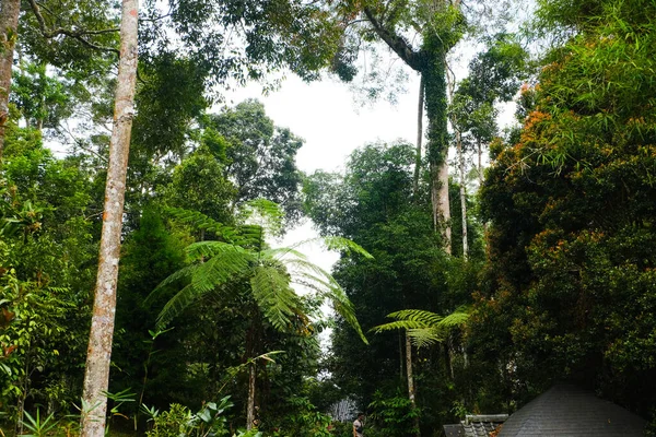 马来西亚热带雨林的树木种类 — 图库照片