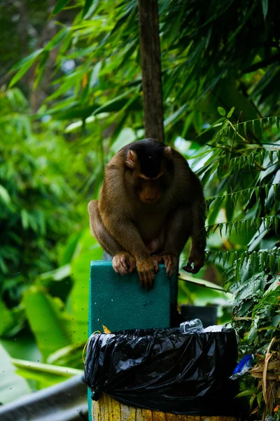 Ruído Efeito Granulado Macaco Perturbação Perdida Floresta Tropical Malásia Zona — Fotografia de Stock