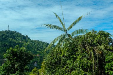 Sabahları Pahang 'daki Malezya tropikal yağmur ormanlarının manzarası