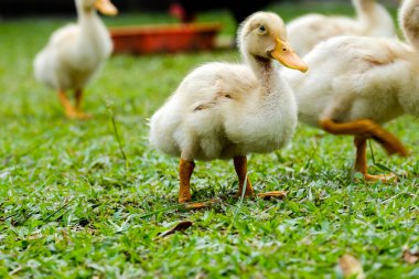 Ördek yavrusu kümes hayvanlarındaki eti için üretildi.