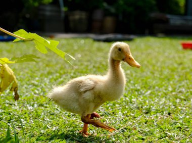 Ördek yavrusu kümes hayvanlarındaki eti için üretildi.