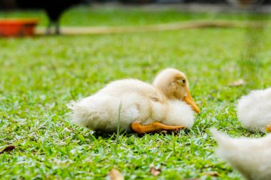 Ördek yavrusu kümes hayvanlarındaki eti için üretildi.