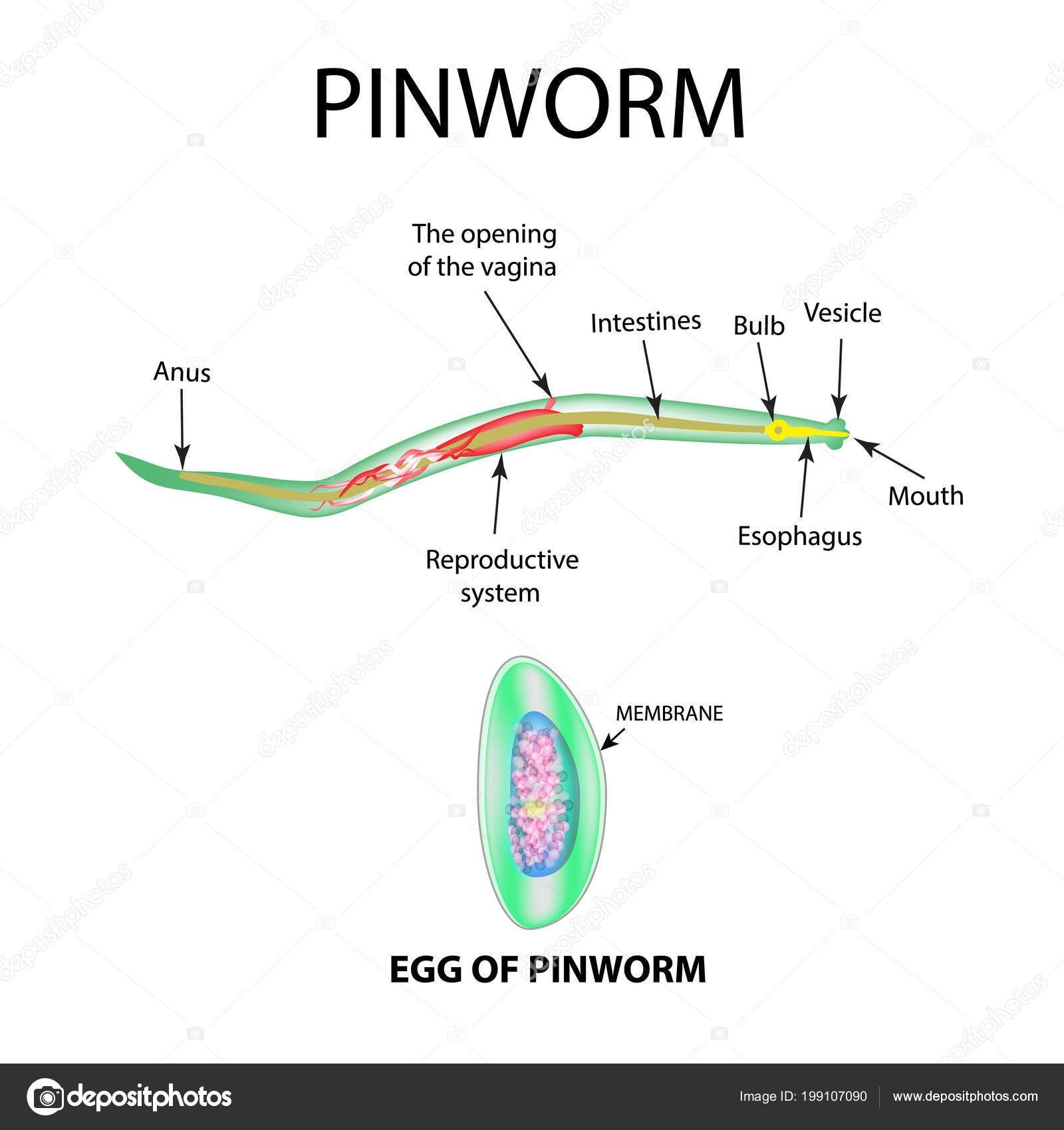 pinworms ascaris szerkezete