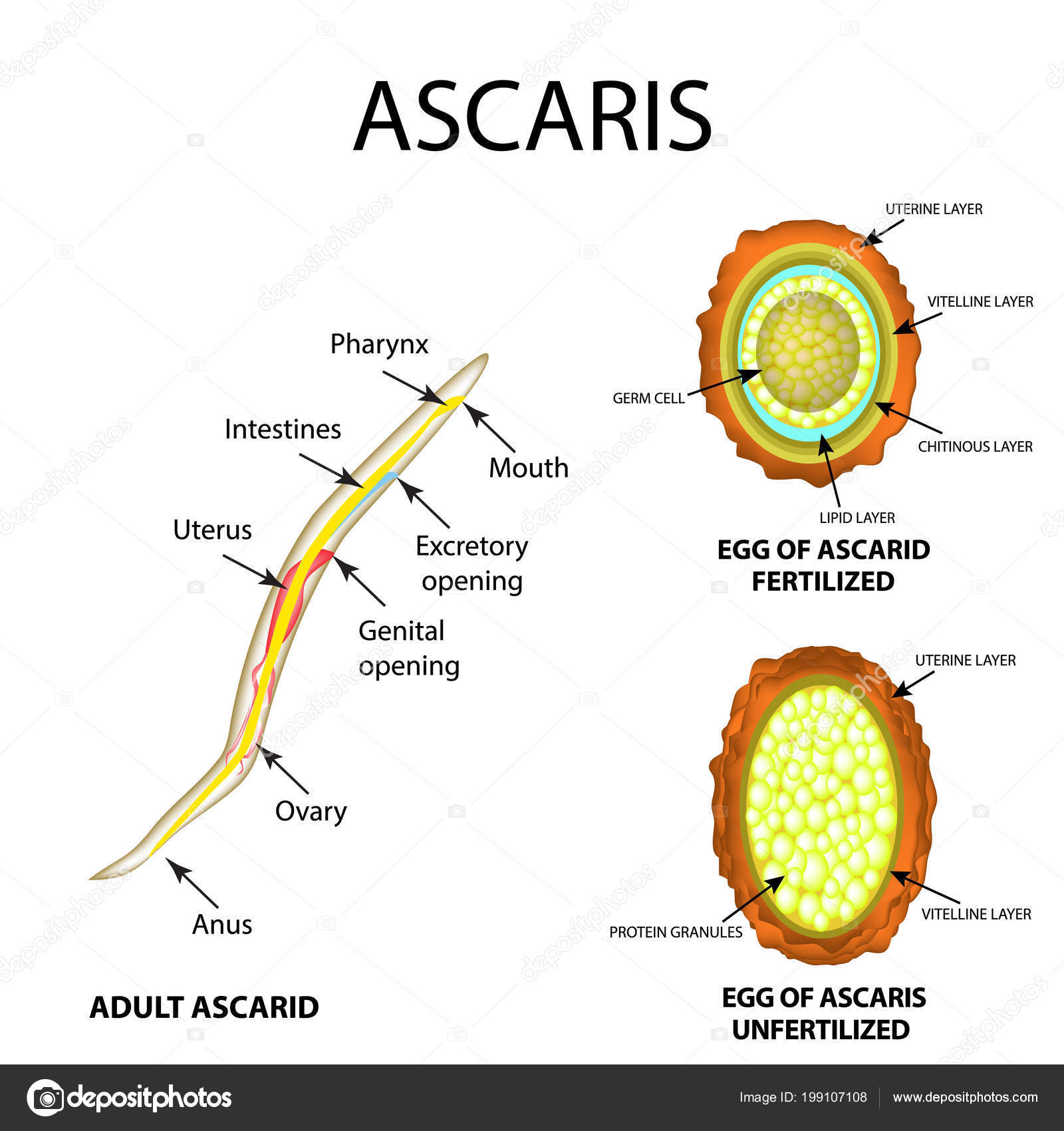 Ascaris tojások a mosásokban)