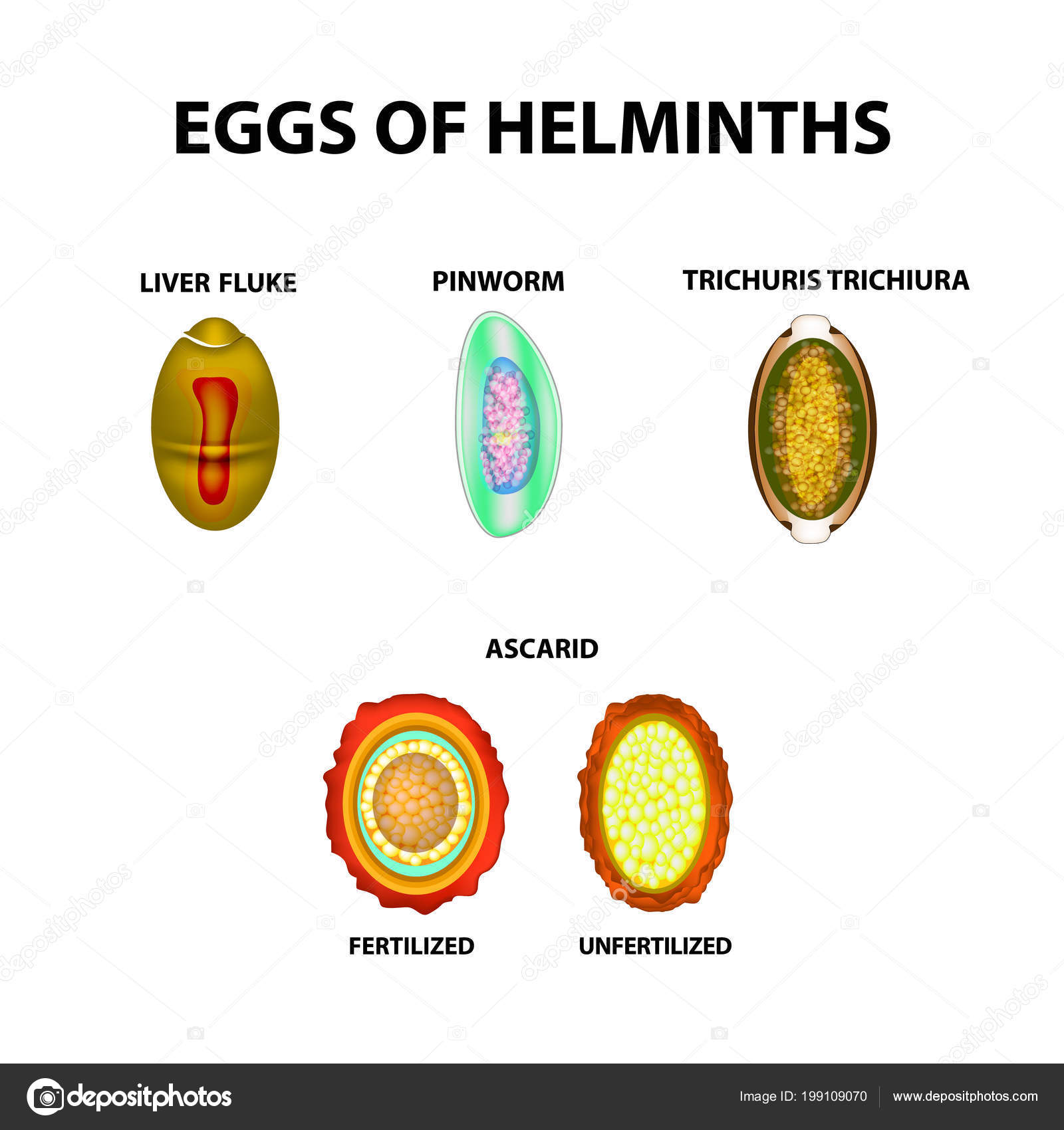 Helminth tojás kimutatása, Emberi helminth tojások - Emberi helminth tojások