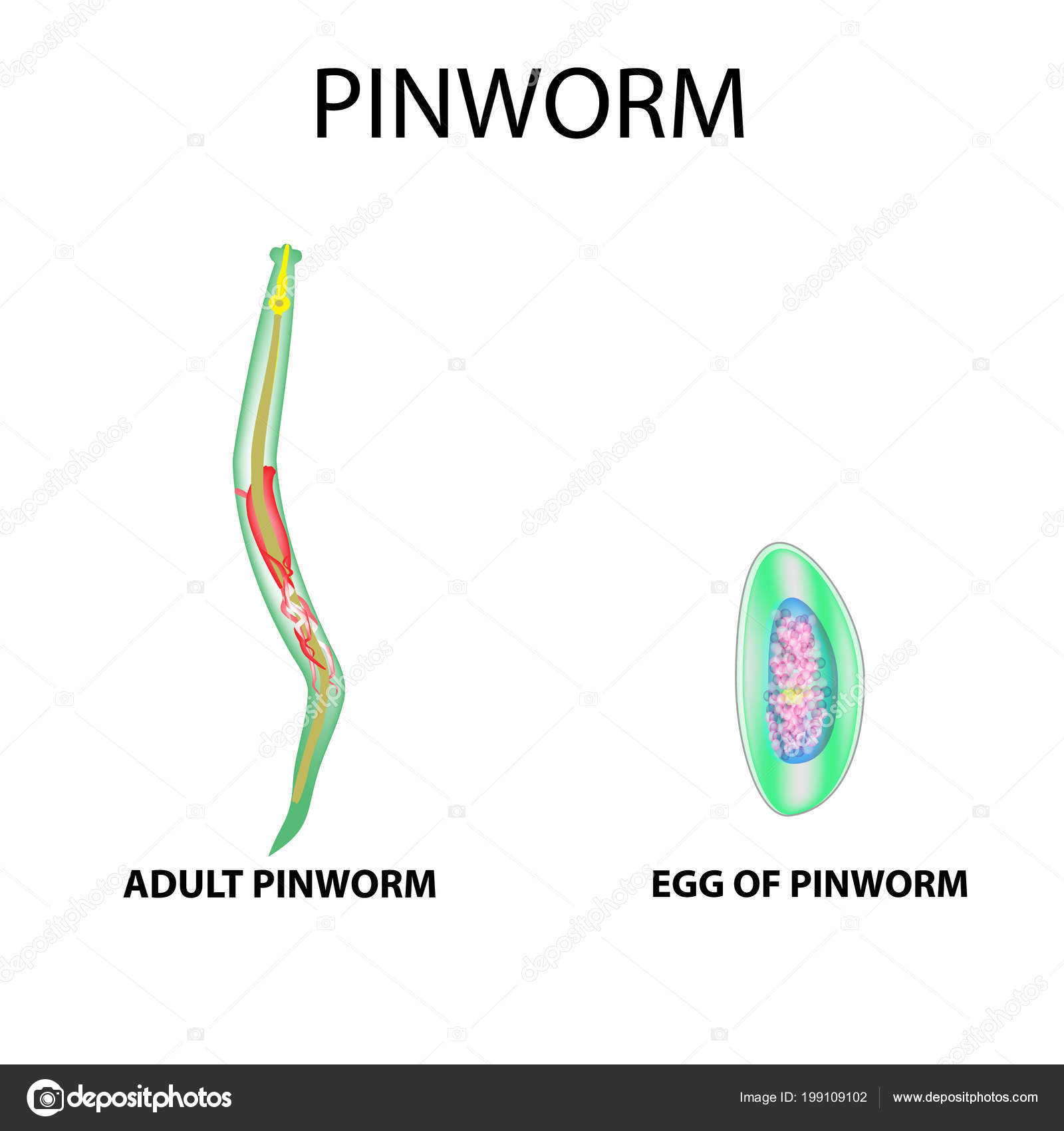 Pinworms ábra. Felnőtt, Pinworm