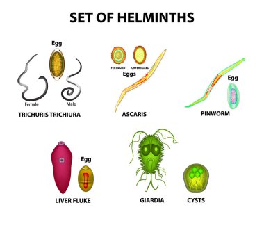 Set of helminths and their eggs. Worms. Hepatic fluke, hepatic trematode, ascaris, pinworm, lamblia, cyst of lamblia. Trichuris trichiura. Infographics. Vector illustration on isolated background. clipart
