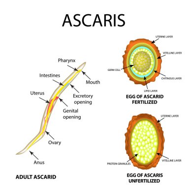 Ascaris the structure of an adult. Fertilized and unfertilized egg. The structure of the egg ascarids. Set. Infographics. Vector illustration on isolated background. clipart