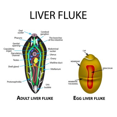 Karaciğer fluke yapısı. Hepatik şans. Yumurta trematodes yapısı. Ayarlayın. Infographics. Vektör illüstrasyon izole arka plan üzerinde.