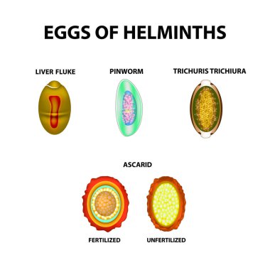 Set helminth eggs.  Worms egg. Hepatic fluke, hepatic trematode, ascaris, pinworm. Trichuris trichiura. Infographics. Vector illustration on isolated background. clipart