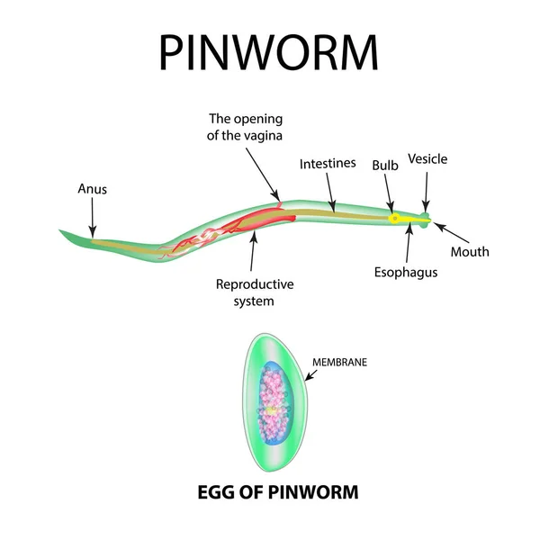 morfológia pinworms