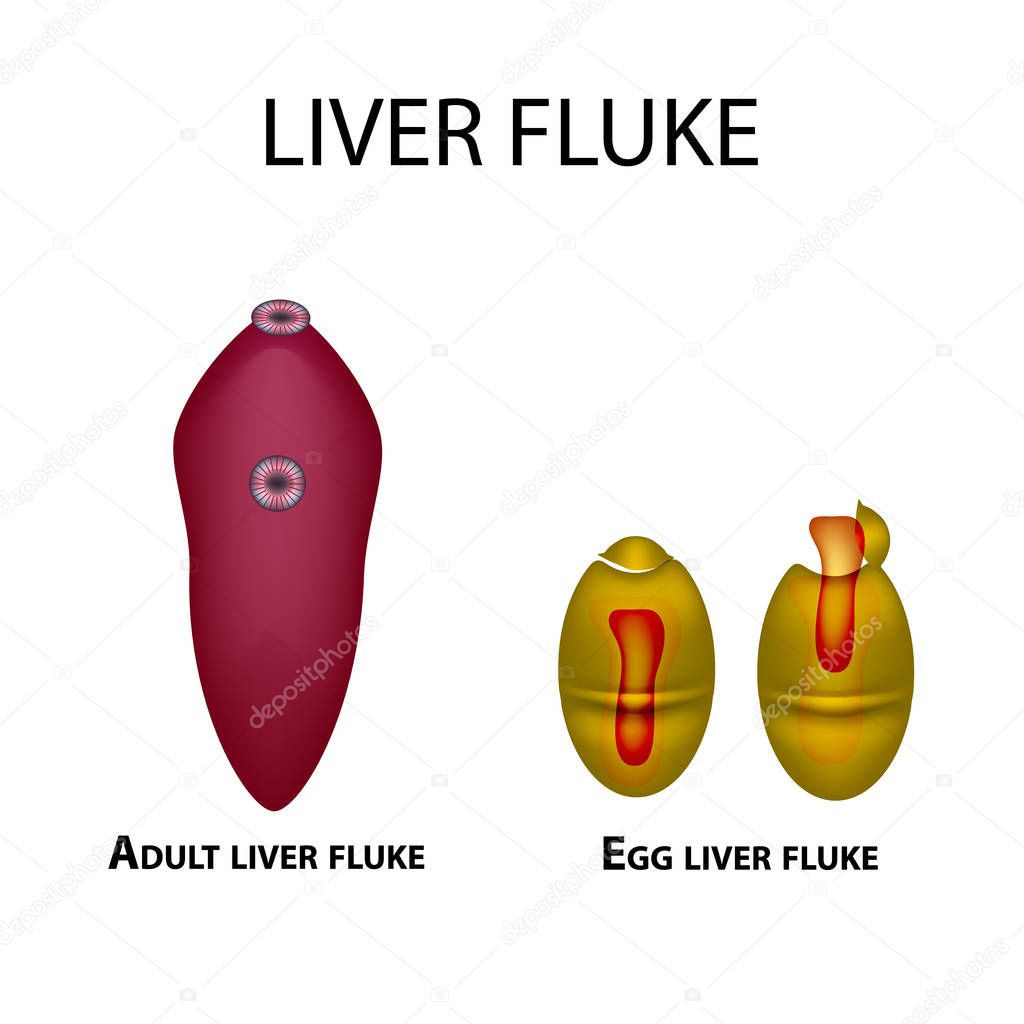 Liver fluke. Hepatic fluke. The egg trematode. Set. Infographics. Vector illustration on isolated background.
