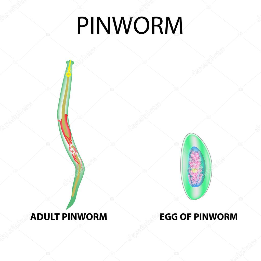 Pinworms structure of an adult. The structure of the pinworm egg. Set. Infographics. Vector illustration on isolated background.