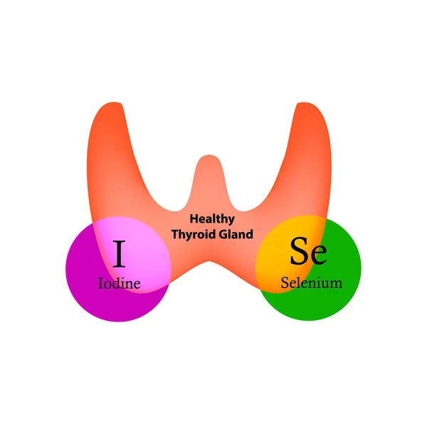 El selenio y el yodo son necesarios para el funcionamiento normal de la glándula tiroides. Infografías. Ilustración vectorial sobre fondo aislado . — Archivo Imágenes Vectoriales
