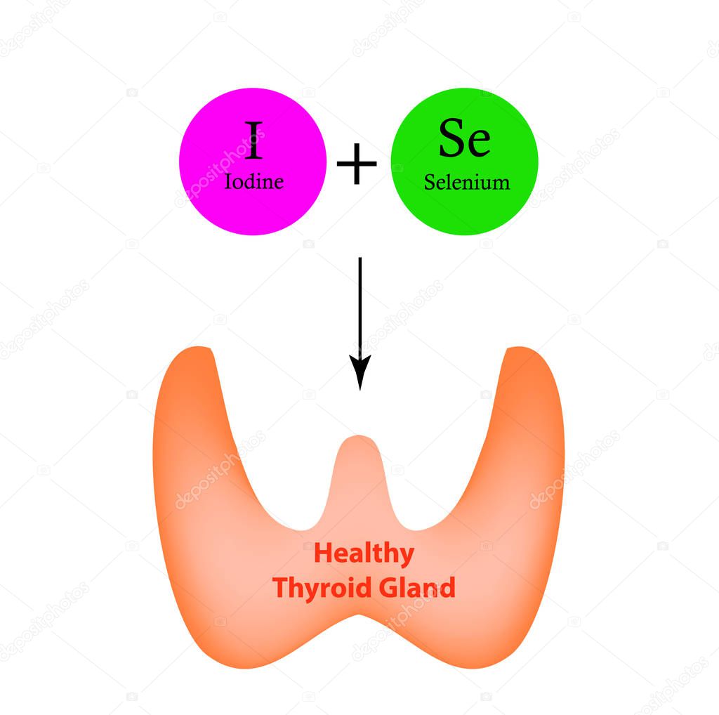 Selenium and Iodine are necessary for the normal functioning of the thyroid gland. Infographics. Vector illustration on isolated background.