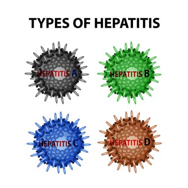 Hepatit türleri. Virüs Hepatit A, B, C, D. Infographics. Vektör illüstrasyon izole arka plan üzerinde.