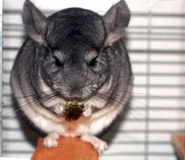Gray fluffy chinchilla. A rodent eats a flower of echinacea clipart