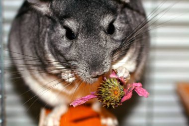 Gri tüylü chinchilla. Bir kemirgen Ekinezya çiçek yiyor