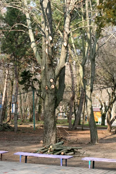 Poda de primavera de un árbol en un parque de la ciudad — Foto de Stock