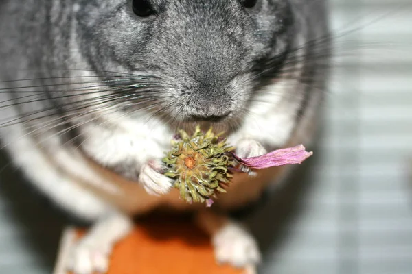Gri tüylü chinchilla. Bir kemirgen Ekinezya çiçek yiyor — Stok fotoğraf