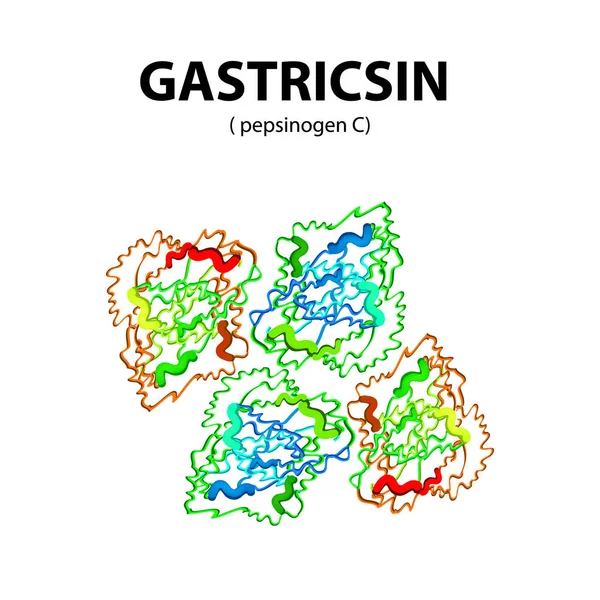 Gastricsin Moleküler kimyasal formülüdür. Enzim mide, mide suyu. Infographics. Vektör illüstrasyon izole arka plan üzerinde — Stok Vektör