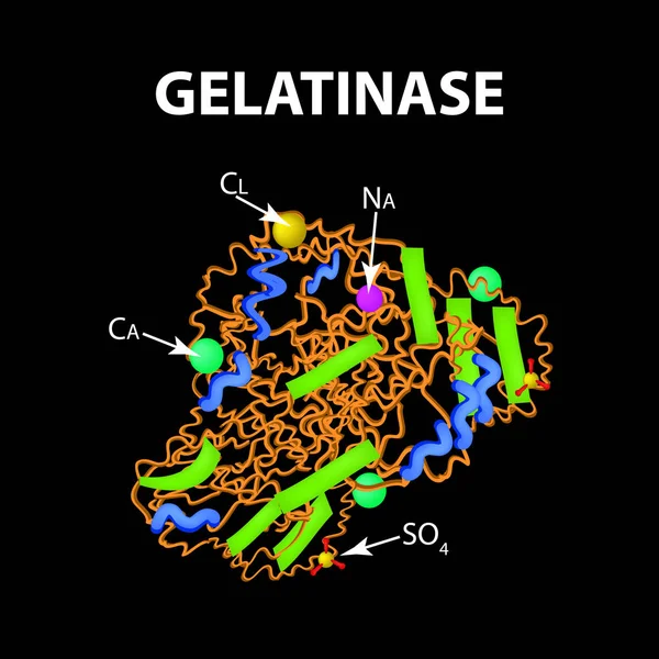 Gelatinase je molekulární chemický vzorec. Enzym ze žaludku. Infografika. Vektorové ilustrace na černém pozadí — Stockový vektor