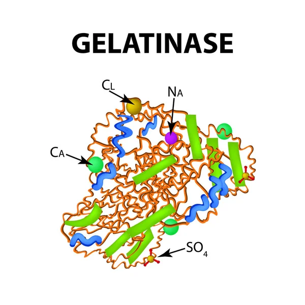 Gelatinase ist eine molekularchemische Formel. Enzym des Magens. Infografiken. Vektor-Illustration auf isoliertem Hintergrund — Stockvektor