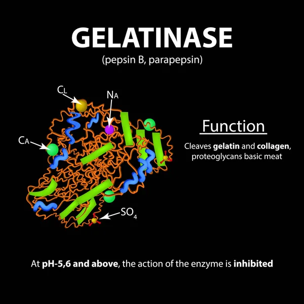 La gelatinasa es una fórmula química molecular. Funciones. Enzima del estómago. Infografías. Ilustración vectorial sobre fondo negro — Archivo Imágenes Vectoriales