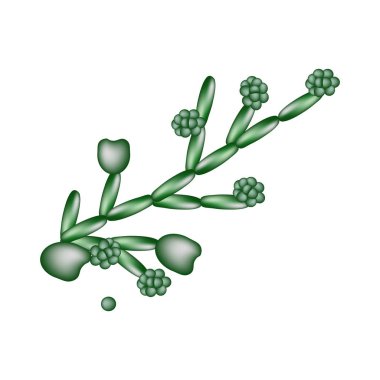 Candida yapısı. Infographics. Vektör illüstrasyon izole arka plan üzerinde