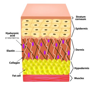 Cildin anatomik yapısı. Elastin, hyaluronik asit, kollajen. Infographics. Cilt kırışıklıkları nedenleri. Vektör illüstrasyon izole arka plan üzerinde