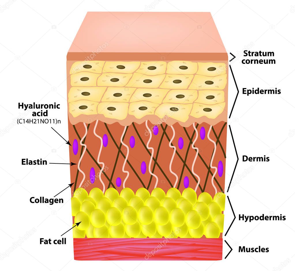 Anatomical structure of the skin. Elastin, Hyaluronic acid, Collagen. Infographics. causes of wrinkles on the skin. Vector illustration on isolated background