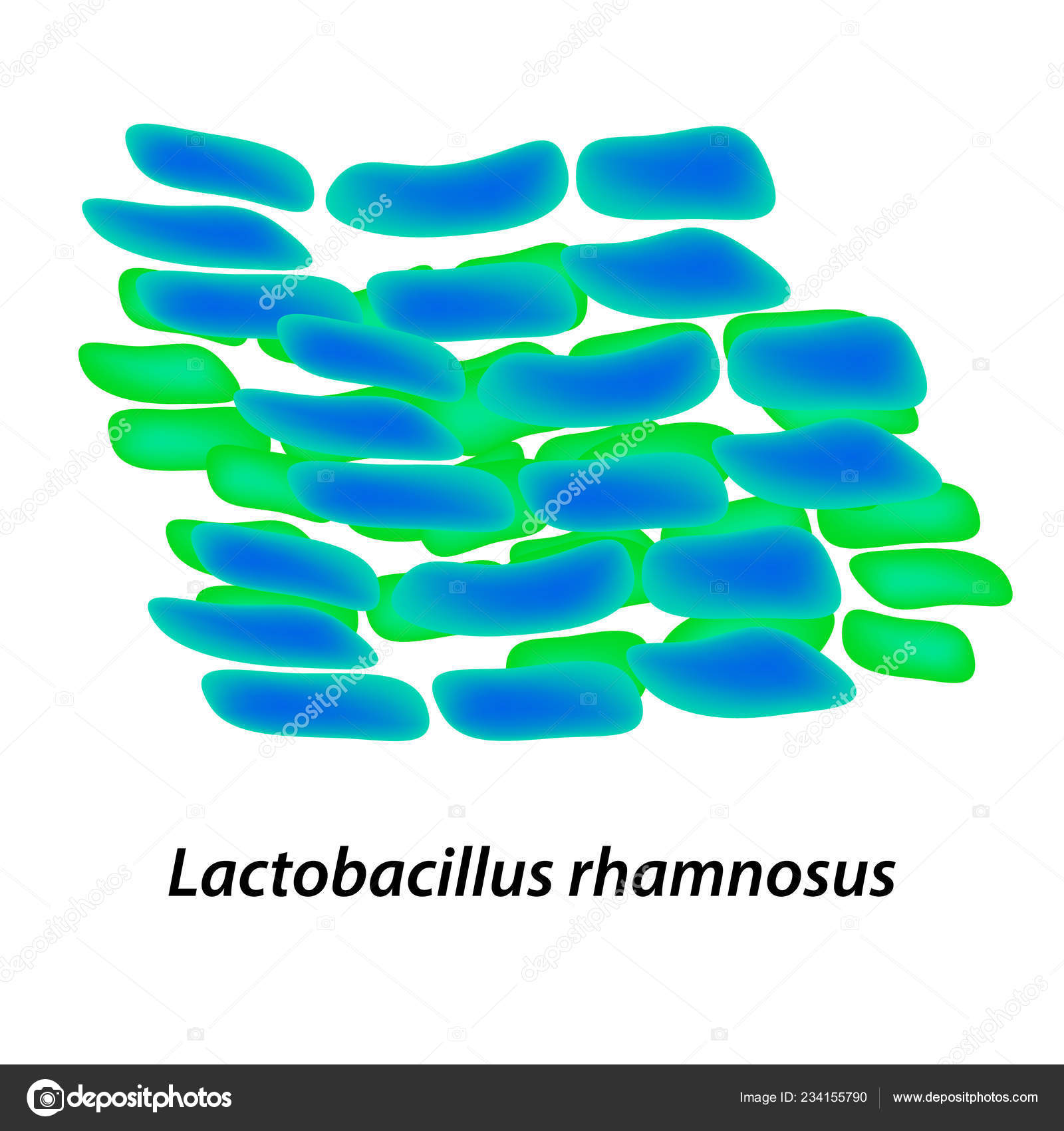 Lactobacillus Diagram