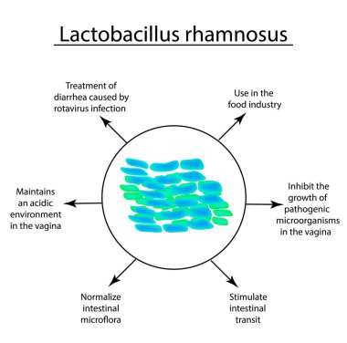 Lactobacillus yararlı özellikleri. Probiyotik. Lactobacillus rhamnosus. Infographics. Vektör illüstrasyon izole arka plan üzerinde