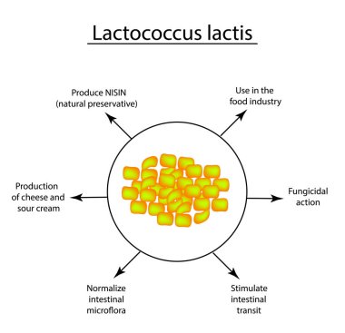 Lactobacillus yararlı özellikleri. Probiyotik. Lactococcus lactis. Infographics. Vektör illüstrasyon izole arka plan üzerinde