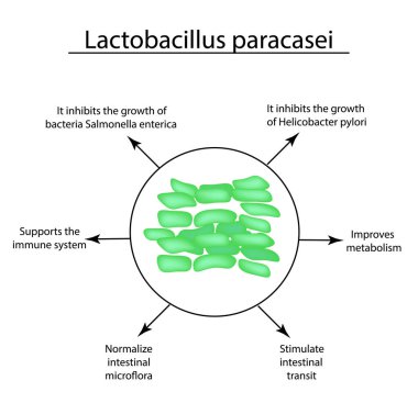 Lactobacillus yararlı özellikleri. Probiyotik. Lactobacillus paracasei. Infographics. Vektör illüstrasyon izole arka plan üzerinde