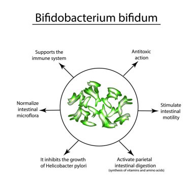 Bifidobakteri yararlı özellikleri. Bifidobacterium bifidum. Probiyotik, lactobacillus, bifidobacterium, probiyotik, prebiyotik. Infographics vektör illüstrasyon izole arka plan üzerinde
