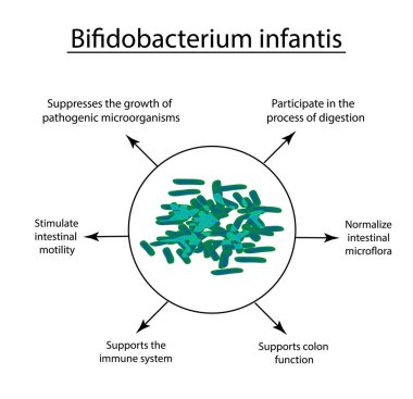Bifidobakteri yararlı özellikleri. Bifidobacterium infantis. Probiyotik, lactobacillus, bifidobacterium, probiyotik, prebiyotik. Infographics vektör illüstrasyon izole arka plan üzerinde