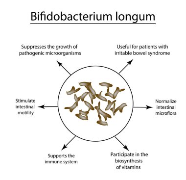 Bifidobakteri yararlı özellikleri. Bifidobacterium longum. Probiyotik, lactobacillus, bifidobacterium, probiyotik, prebiyotik. Infographics vektör illüstrasyon izole arka plan üzerinde