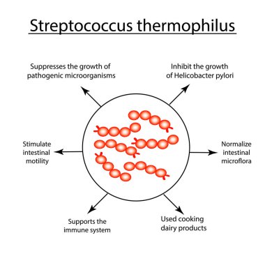 Streptococcus thermophilus yararlı özellikleri. İyi barsak mikroflorası. probiyotik, prebiyotik. Infographics. Vektör illüstrasyon izole arka plan üzerinde