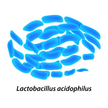 Lactobacillus. Probiyotik. Lactobacillus acidophilus. Infographics vektör illüstrasyon izole arka plan üzerinde