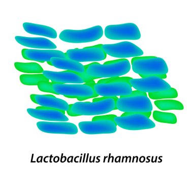 Lactobacillus. Probiyotik. Lactobacillus rhamnosus. Infographics vektör illüstrasyon izole arka plan üzerinde
