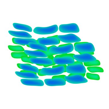Lactobacillus. Probiyotik. Lactobacillus rhamnosus. Infographics vektör illüstrasyon izole arka plan üzerinde