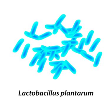 Lactobacillus. Probiyotik. Lactobacillus plantarum. Infographics vektör illüstrasyon izole arka plan üzerinde
