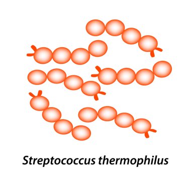 Streptococcus thermophilus. İyi barsak mikroflorası. probiyotik, prebiyotik. Infographics. Vektör illüstrasyon izole arka plan üzerinde