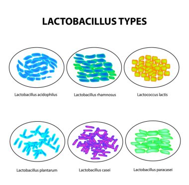 Types of lactobacilli. Lactobacillus. Good intestinal microflora. Infographics. set. Vector illustration on isolated background clipart