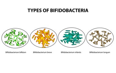 Bifidobakteri türleri. Bifidumbacterium. Probiyotikler. İyi barsak mikroflorası. Infographics. Vektör illüstrasyon izole arka plan üzerinde