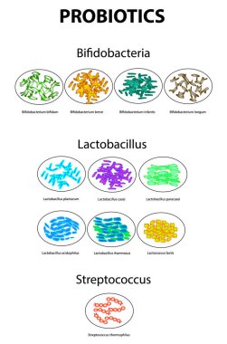 Bifidobakteri türleri. Bifidumbacterium. Lactobacilli türleri. Lactobacillus. Probiyotikler. İyi barsak mikroflorası. Streptococcus thermophilus. Ayarlayın. Infographics. Vektör illüstrasyon izole arka plan üzerinde